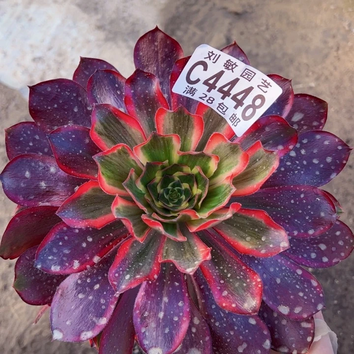 4448红魔女多肉植物法师