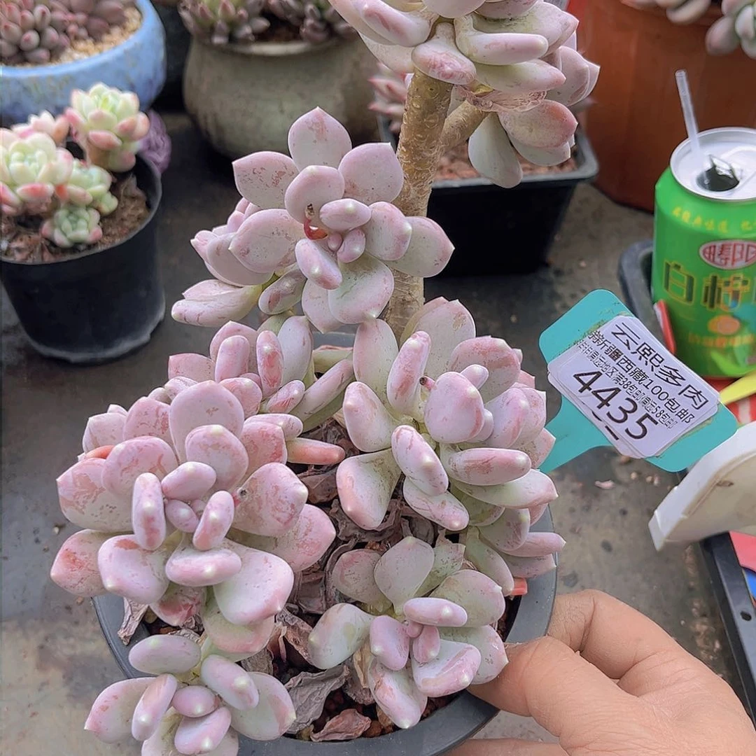 4435稻田姬美人。