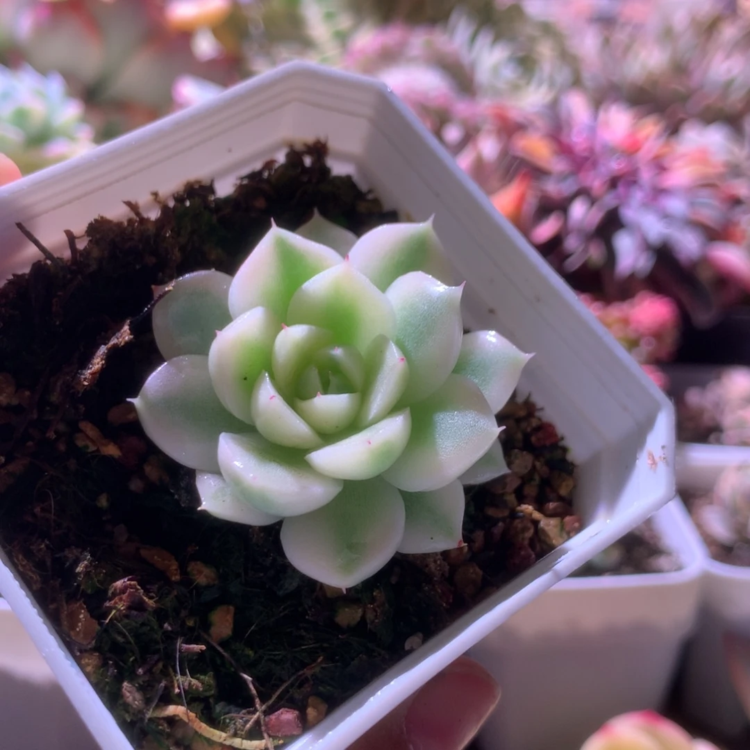 幽***z西施覆轮锦有根有