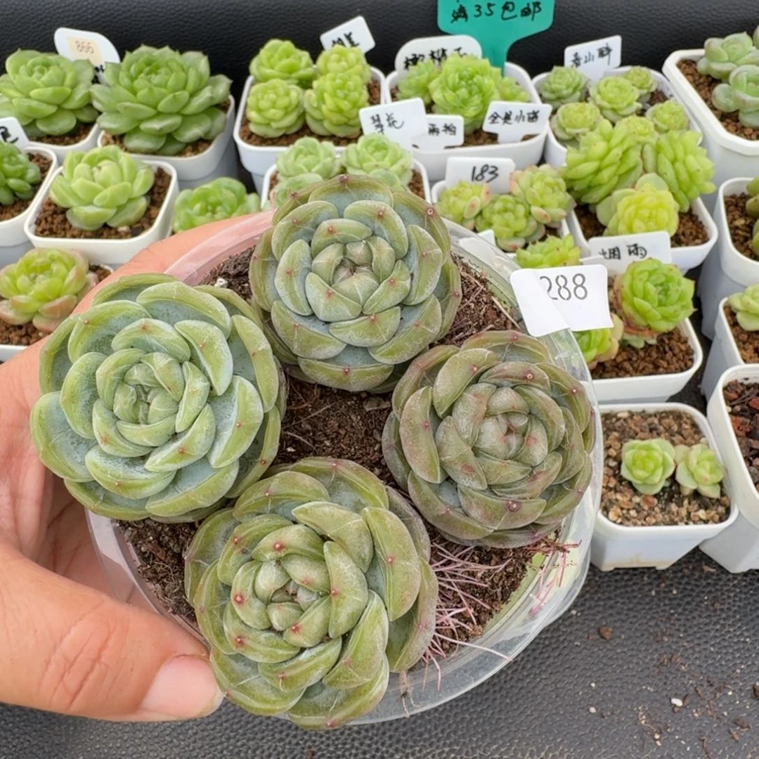一物一拍一盒531-288