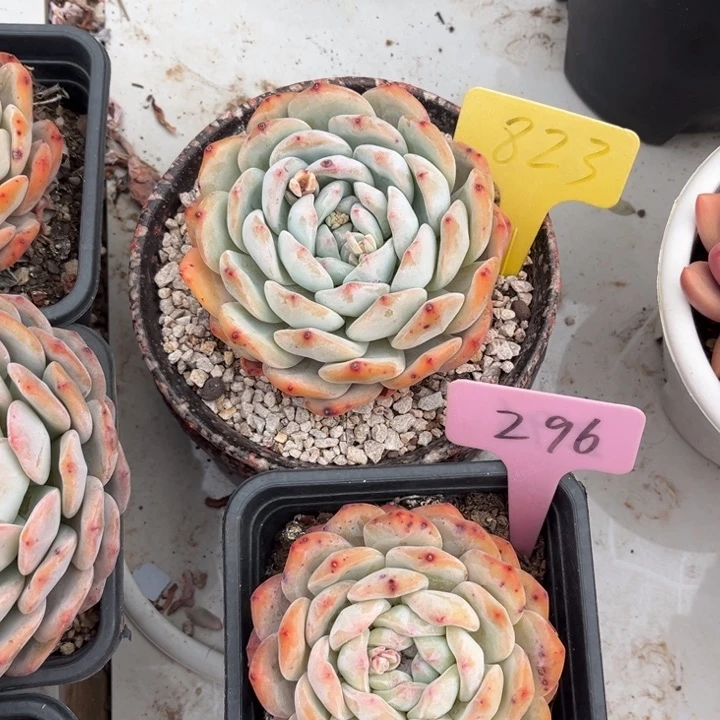 橙梦露多肉植物823 296