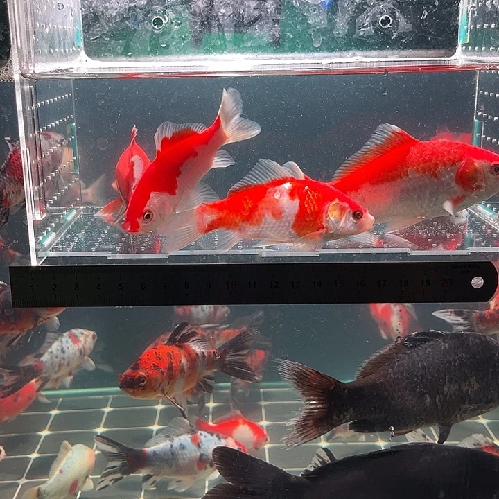 金鱼包邮12345678