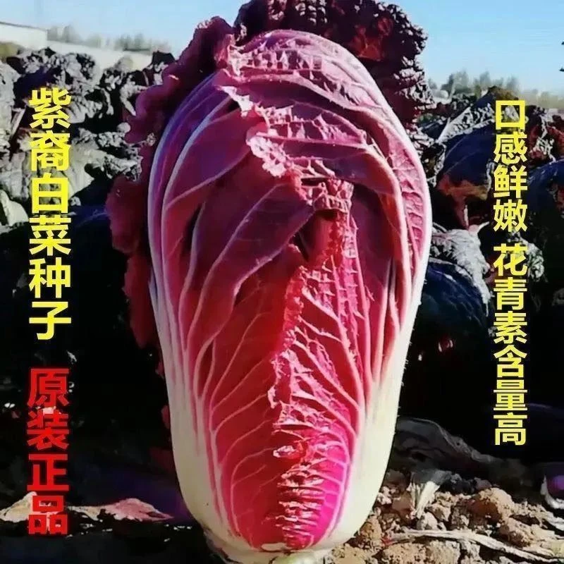 【紫白菜种子】紫白菜种子四季播种庭院田地农家蔬菜耐寒耐热易种植