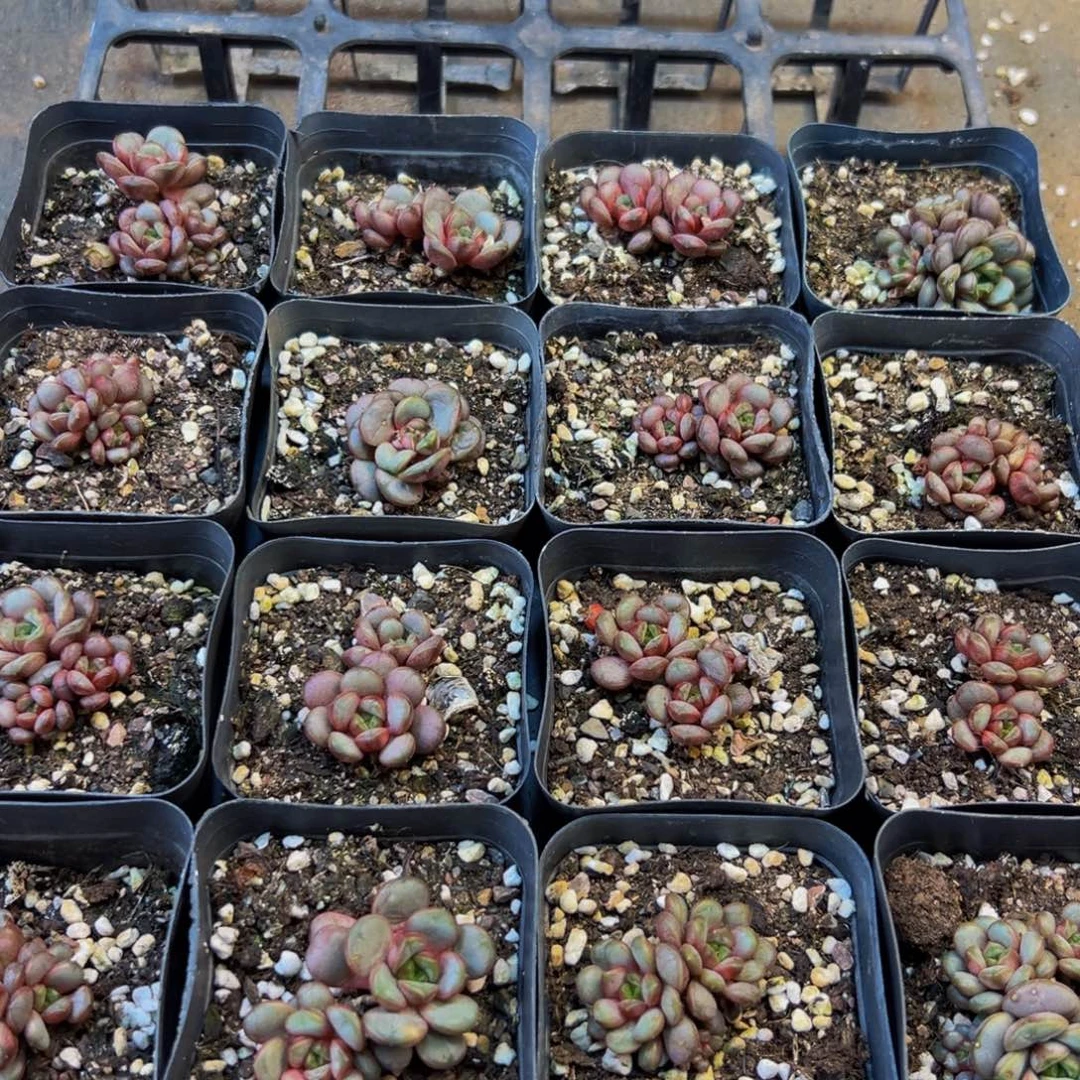 744多肉植物和植物的生长