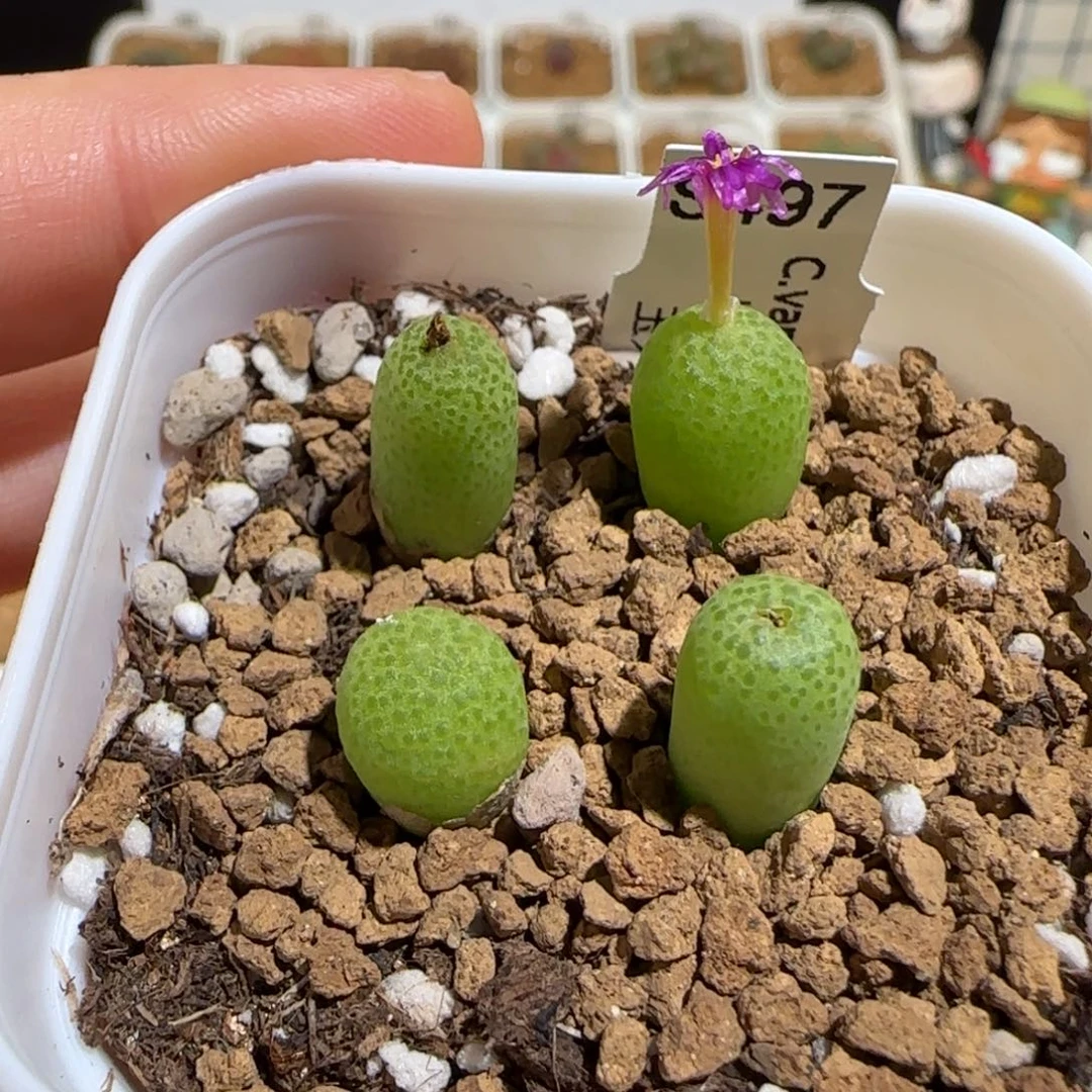 肉锥多肉植物组合-玉米一盆1131