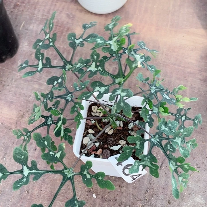 464雪花西番莲块根