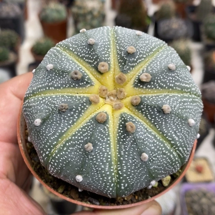 西瓜兜特价福利特价2