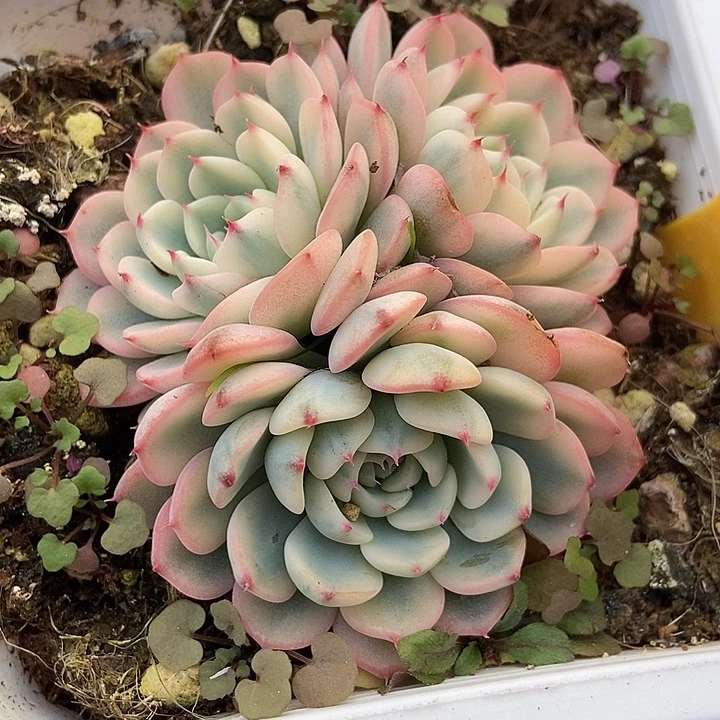 多肉植物姬莲锦532