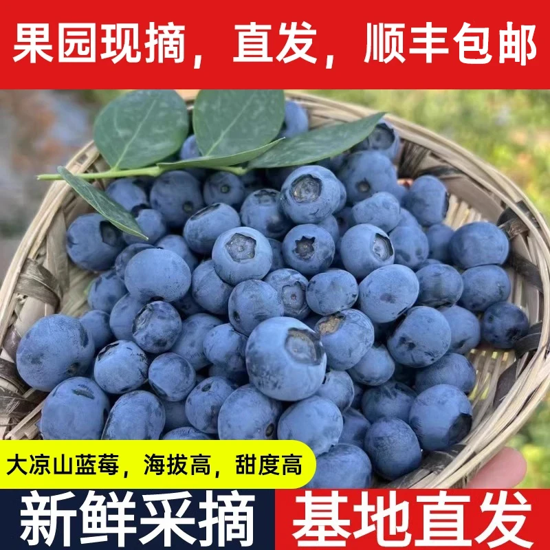 【顺丰包邮】蓝莓大凉山纯甜花香高山蓝莓农家种植新鲜现摘现发