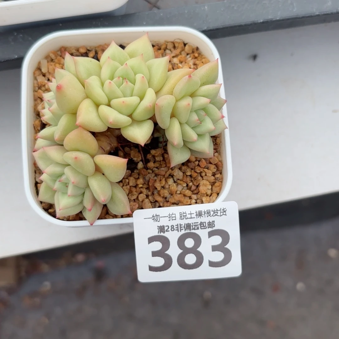 黄金象牙老桩无盆土发货