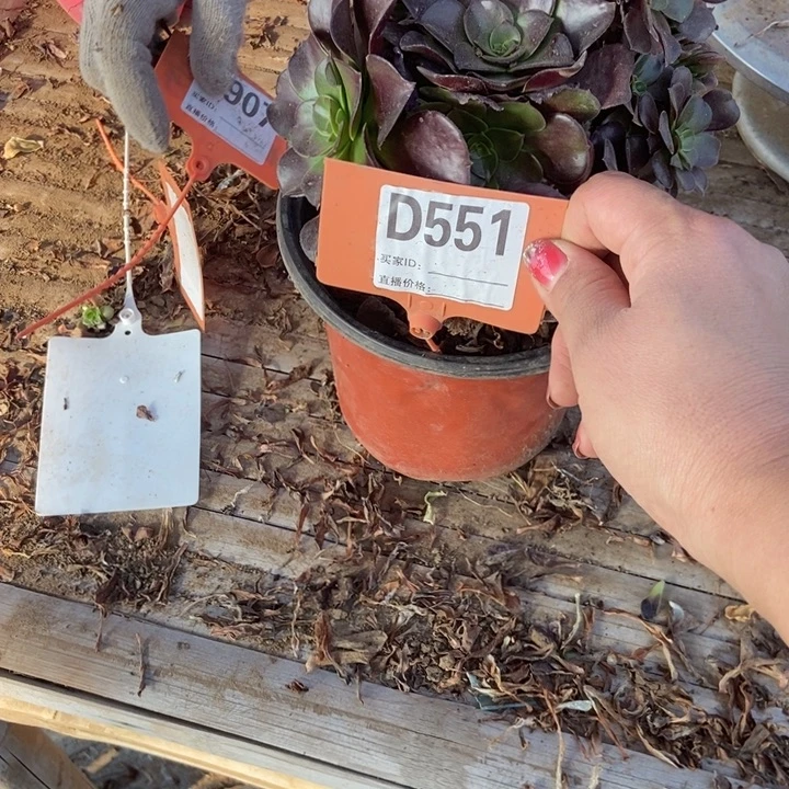 D***dD551欧紫缀化老桩老庄