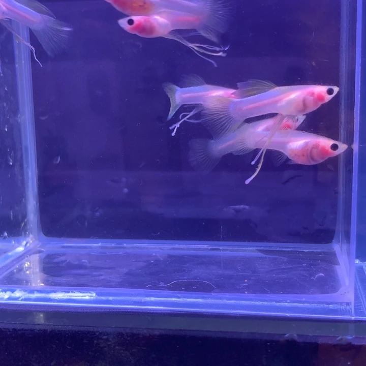 孔雀鱼幻彩粉猫6条