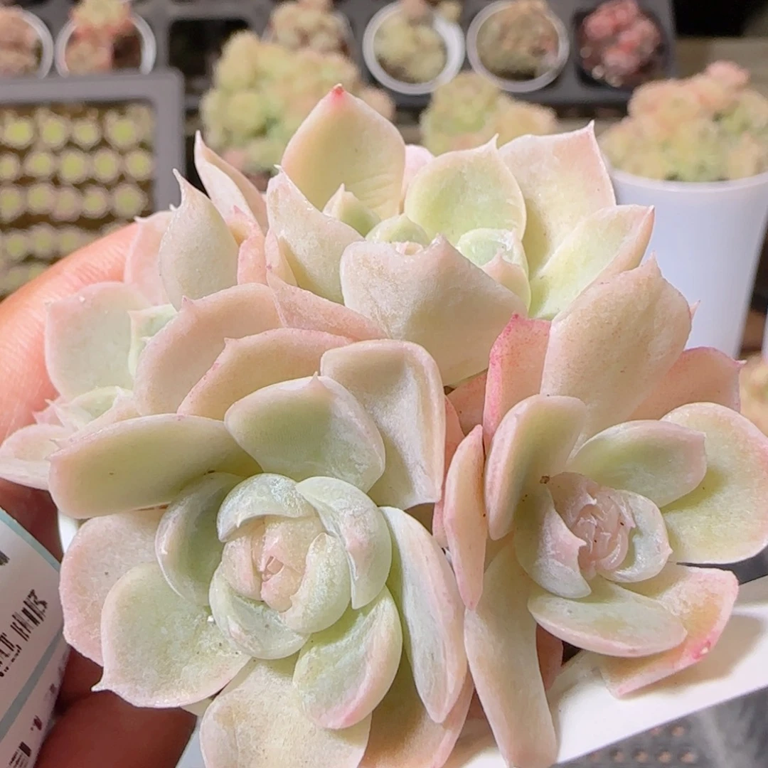 花语多肉1213-185散溏心