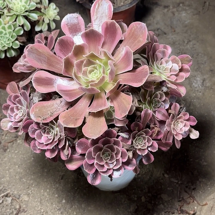 多肉植物法师美服莎28