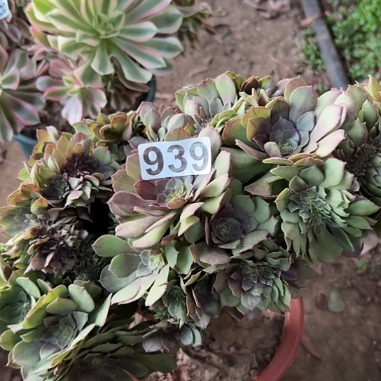 浪***人多肉植物一个万追