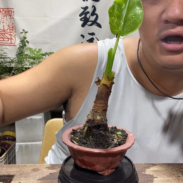 一物一拍所见即所得270