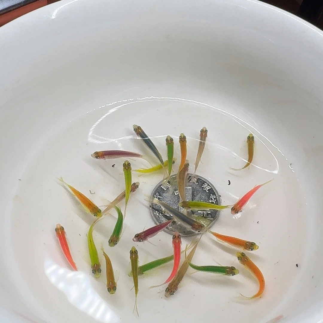 斑马鱼2组包邮1.5-2cm豹纹蝶翼斑马随机10条