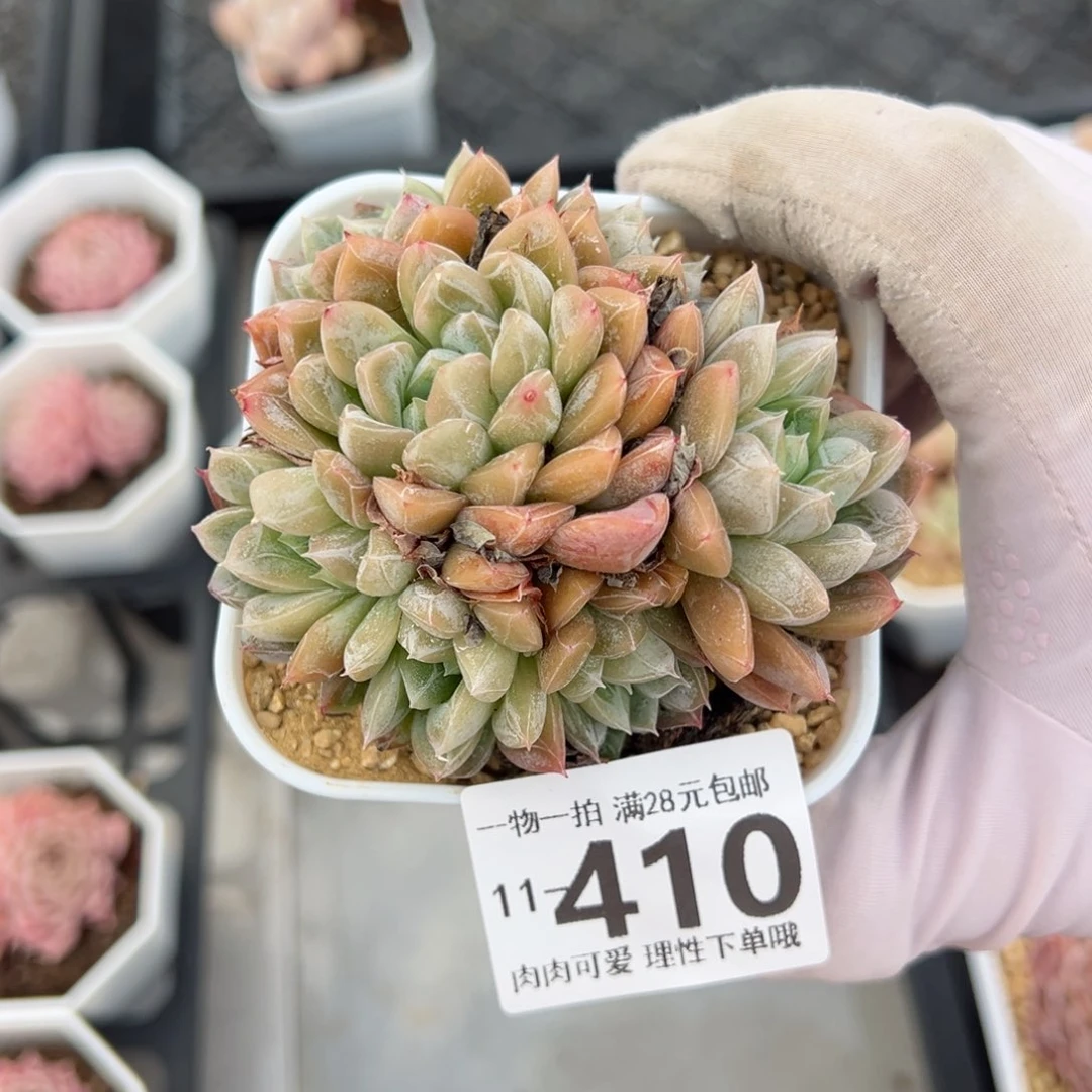 艾莎多肉多肉多肉多肉