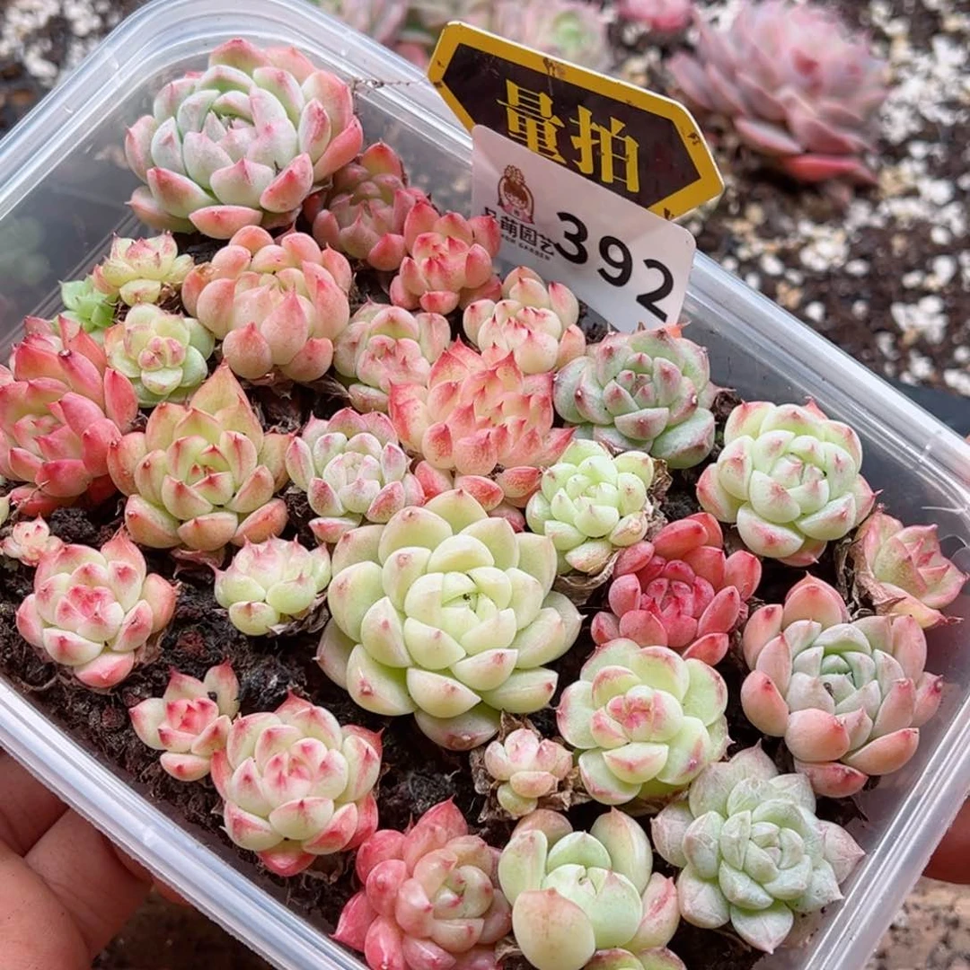 多肉植物多肉植物