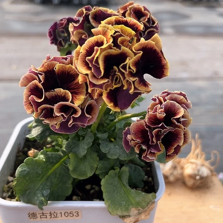 红陶抖音直播闪拍183