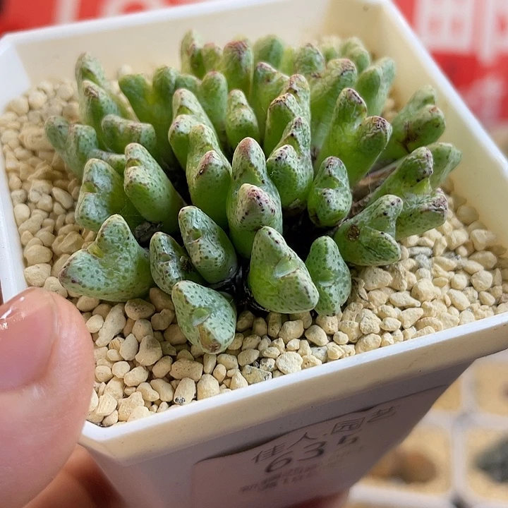 佳人园艺多肉生石花斑马635