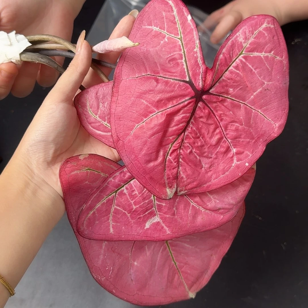 完全开放Q058个体