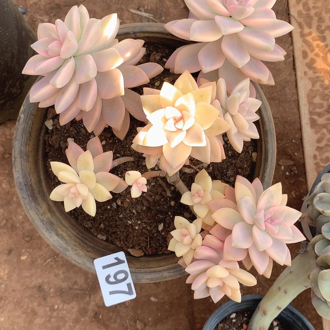 197淡雪锦 一物一拍多肉