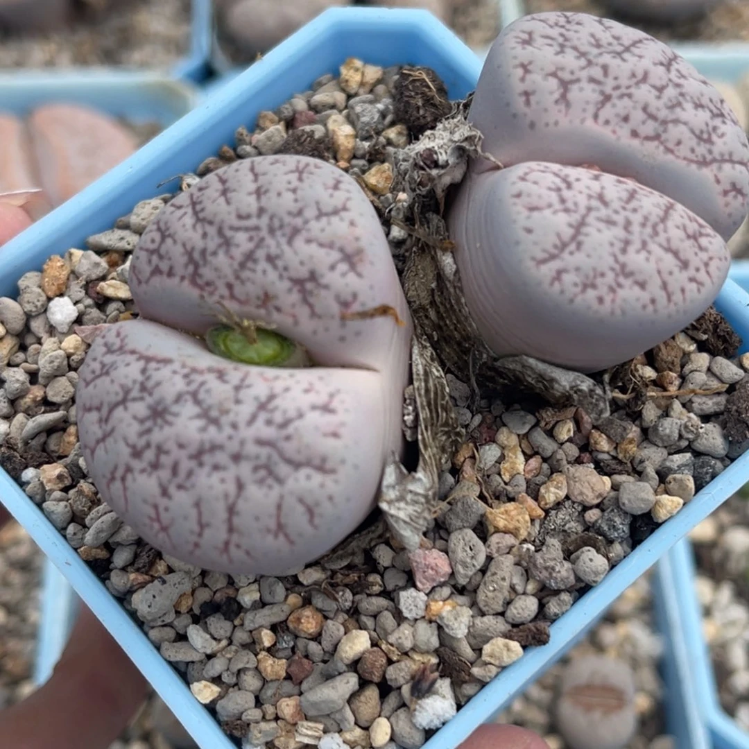 2547双头粉玛瑙一颗