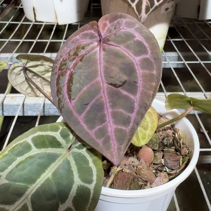 完全开放23绝紫双头花烛