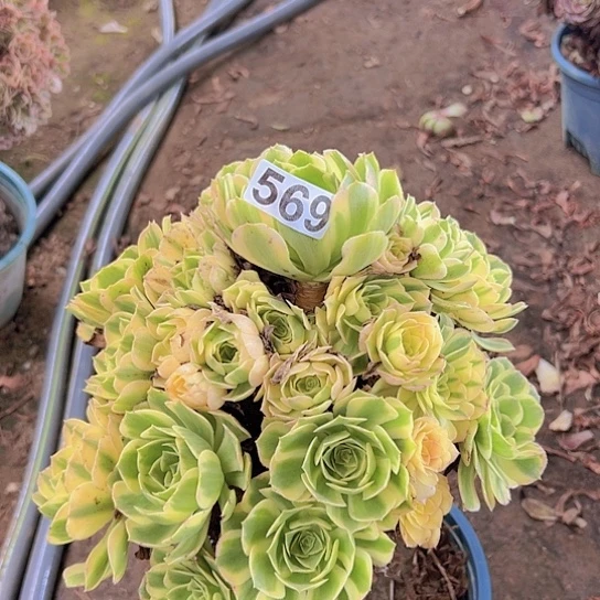 幸***）多肉植物一个金丝