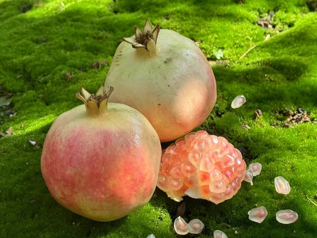 云南蒙自老品种硬籽水晶甜绿籽石榴中果净果5斤整箱 10颗左右