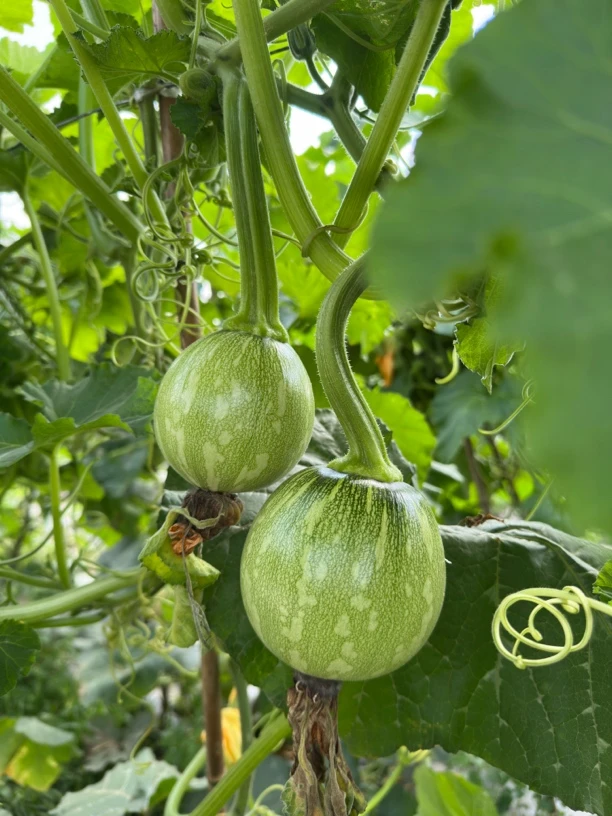 四川新鲜牵藤小圆瓜嫩南瓜当季蔬菜现摘营养美味