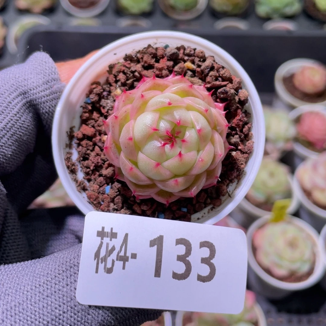 花利美 4-133珍妮