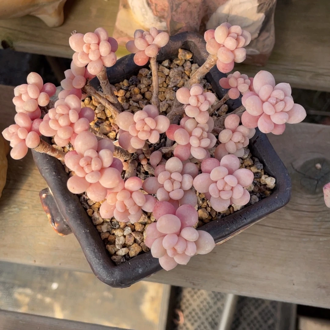 洛可可群生多头粉色