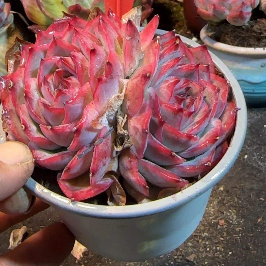 侧影多肉植物多肉植物185