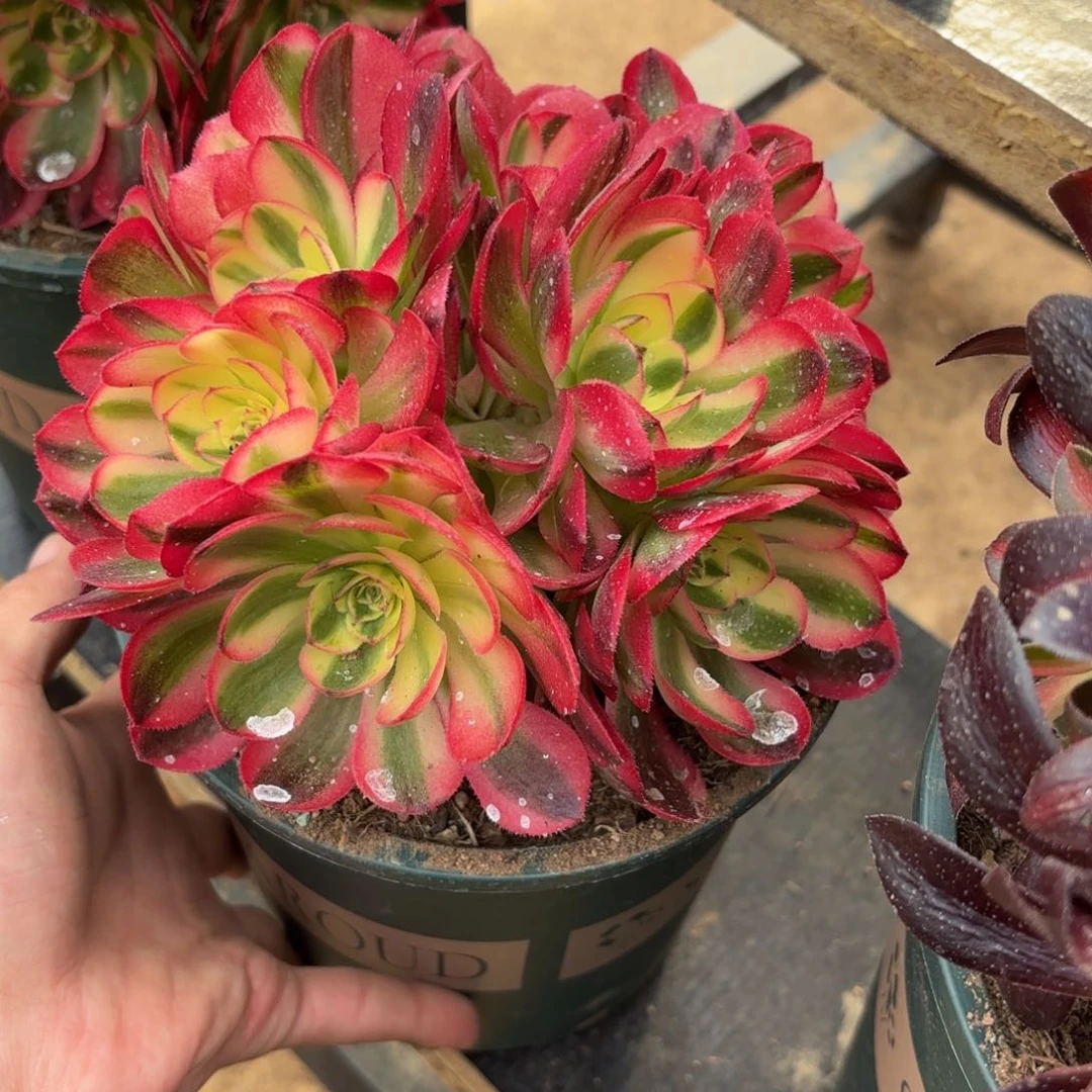 荔枝绣球9.9多肉植物