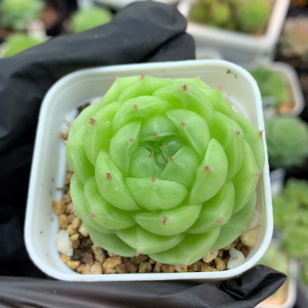 58包邮  群生不包整麦秆60