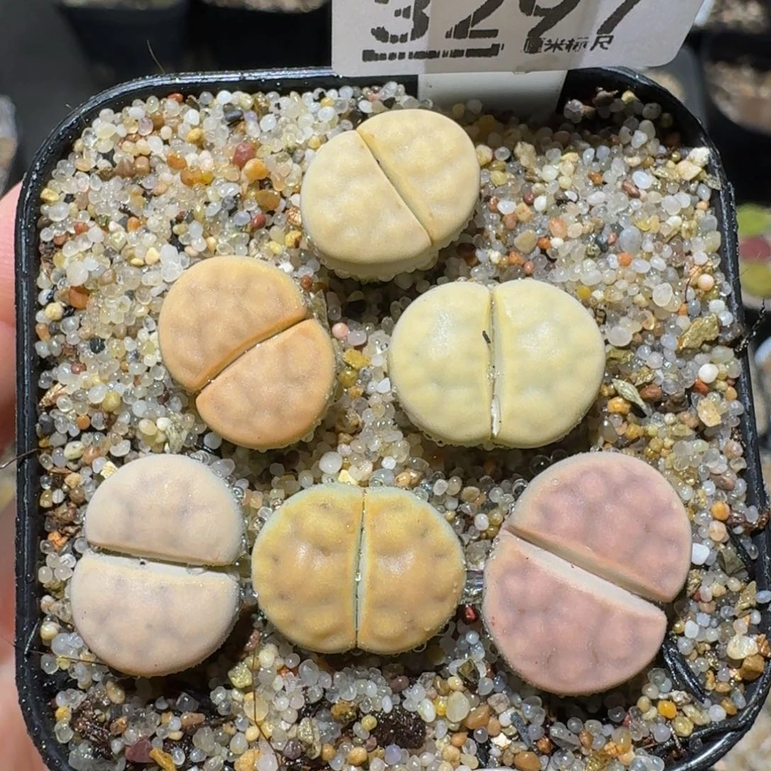 绝绝绝绝子生石花3297