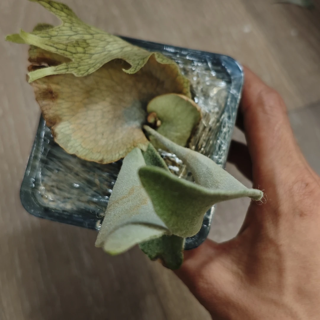 AR孢子苗一物一拍