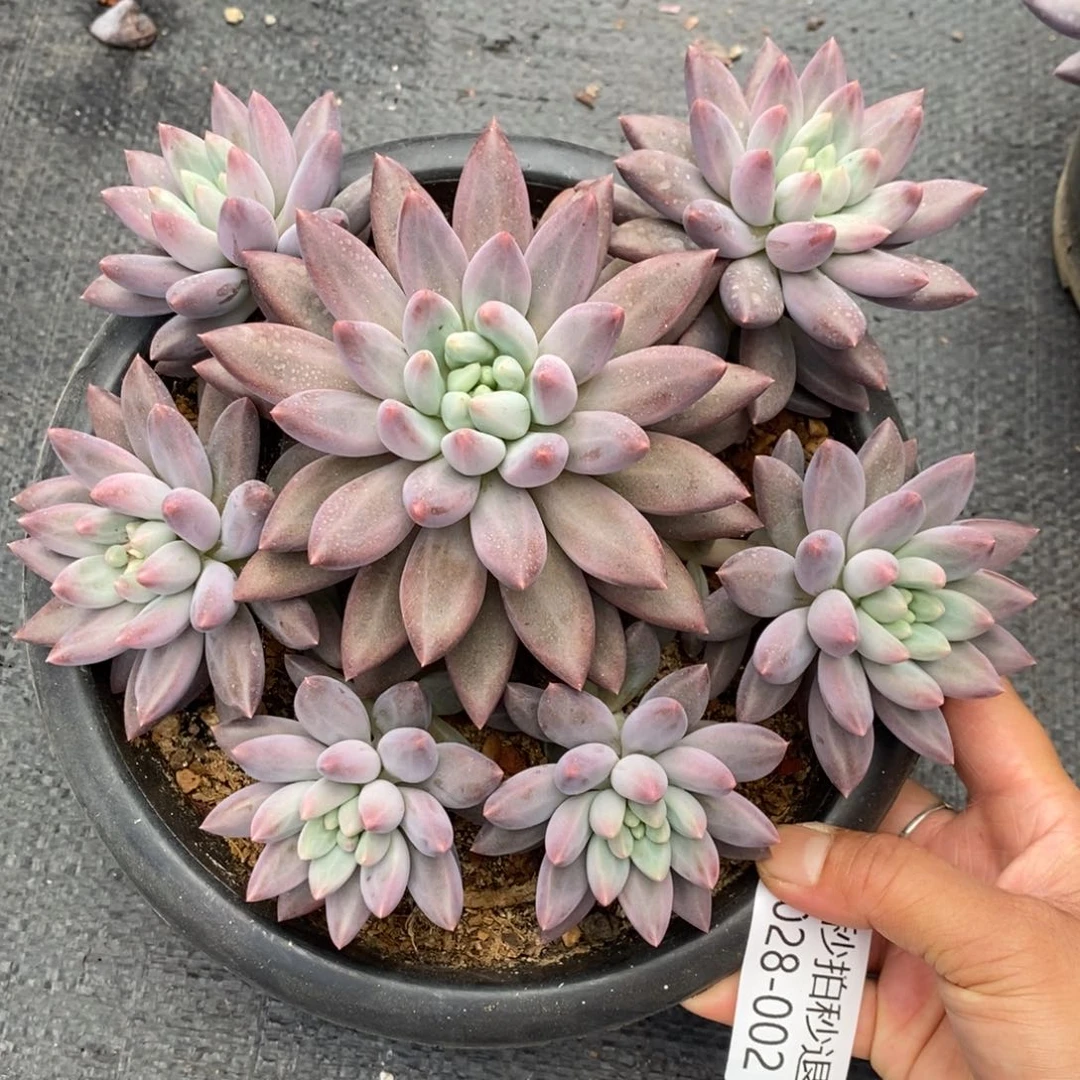 勿秒拍秒退 9028-2水晶球