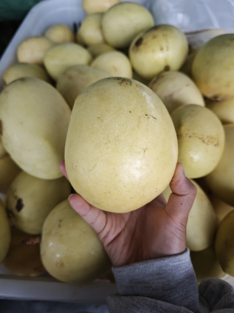 黄金澳芒/云南新鲜现摘芒果