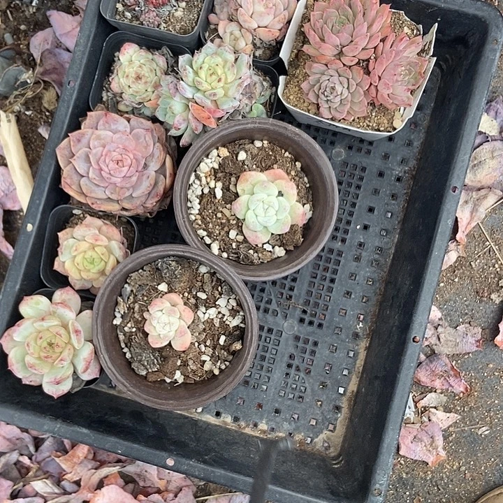 温***雨多肉植物一物一拍