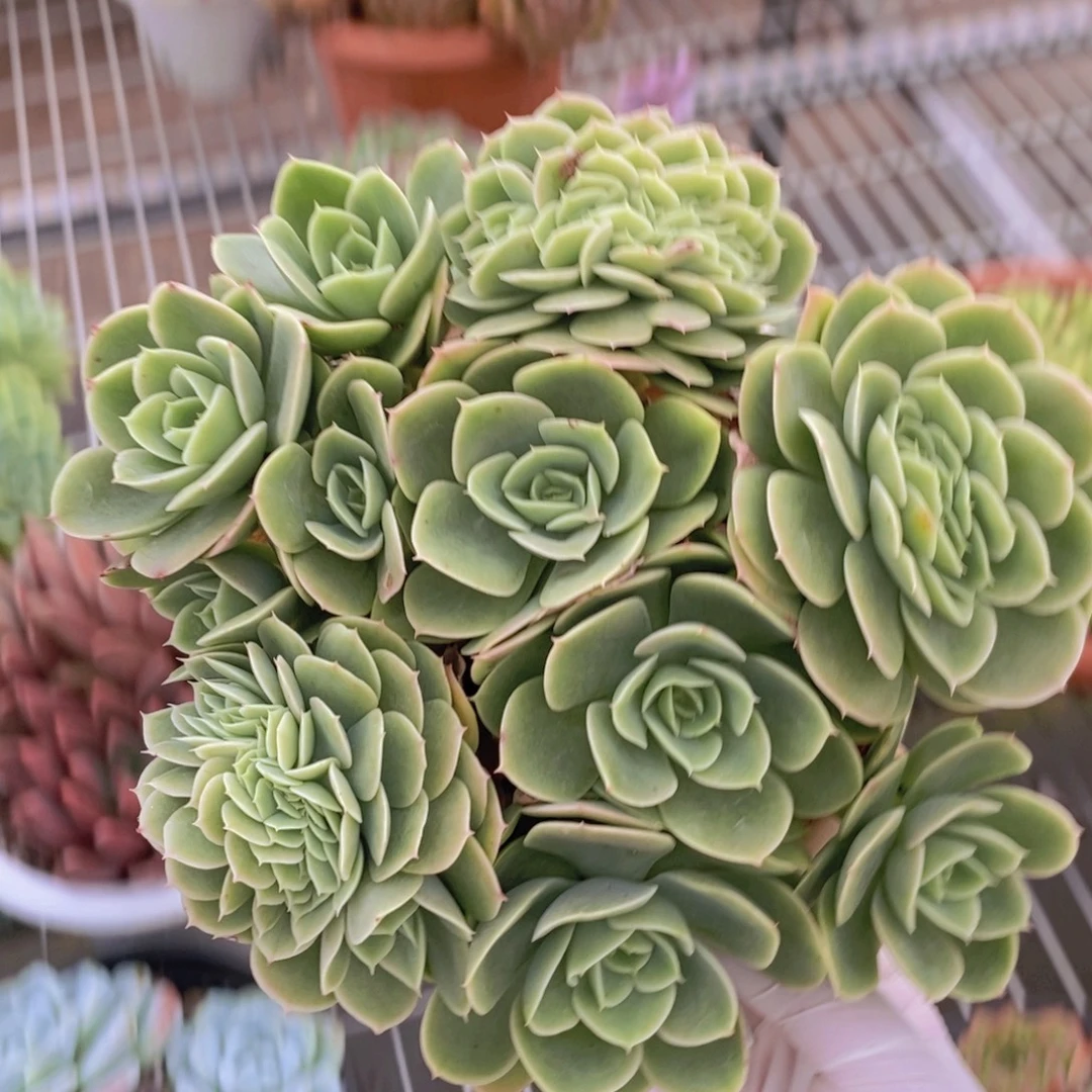 304星纳塔缀化一物一拍