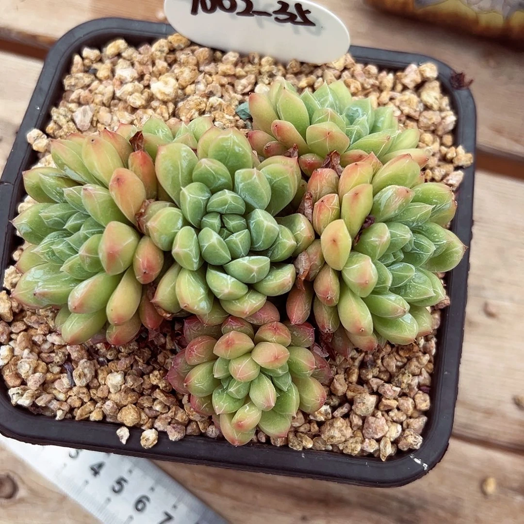 1002-35百搭翡翠。