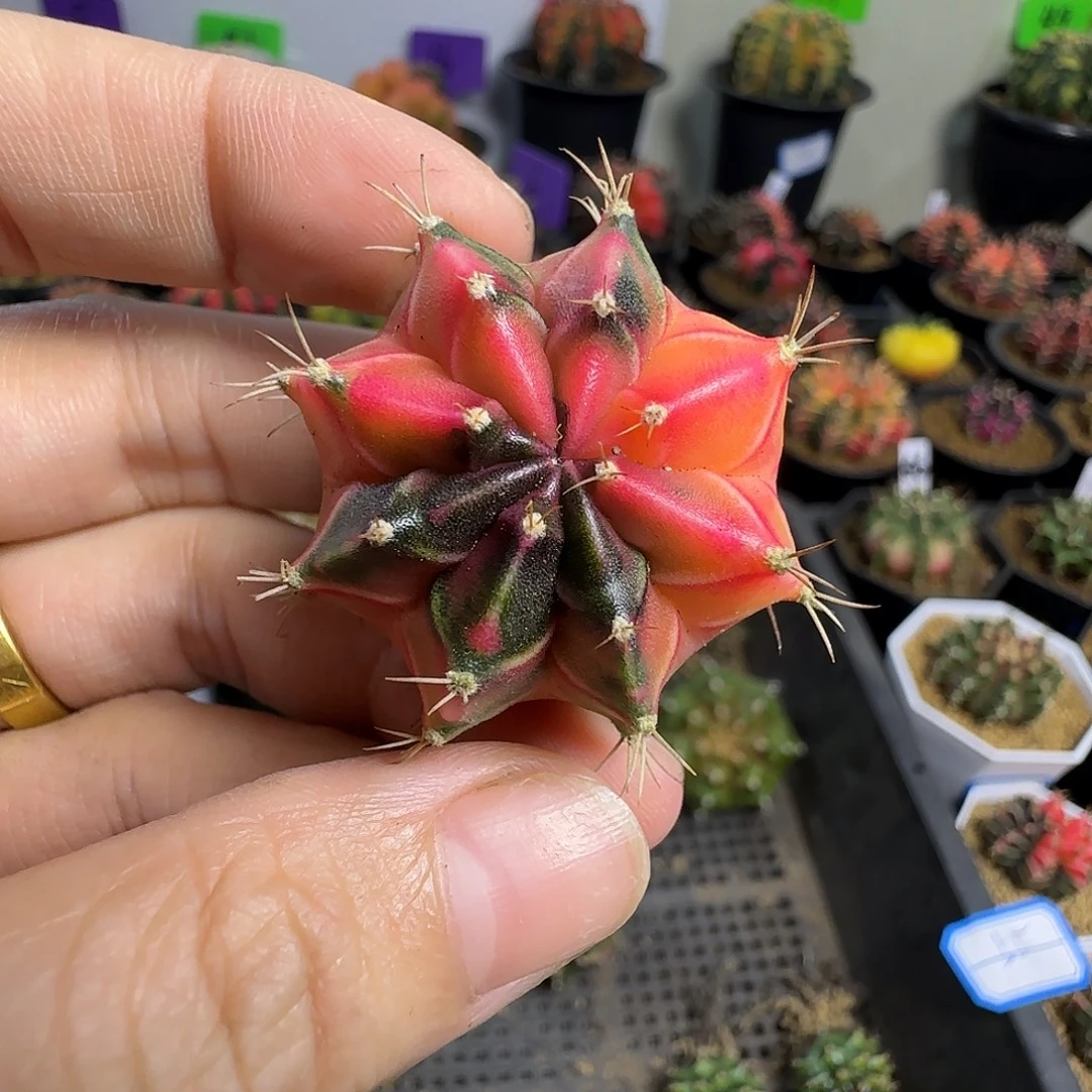 泰系名品侧芽喜欢直接拍