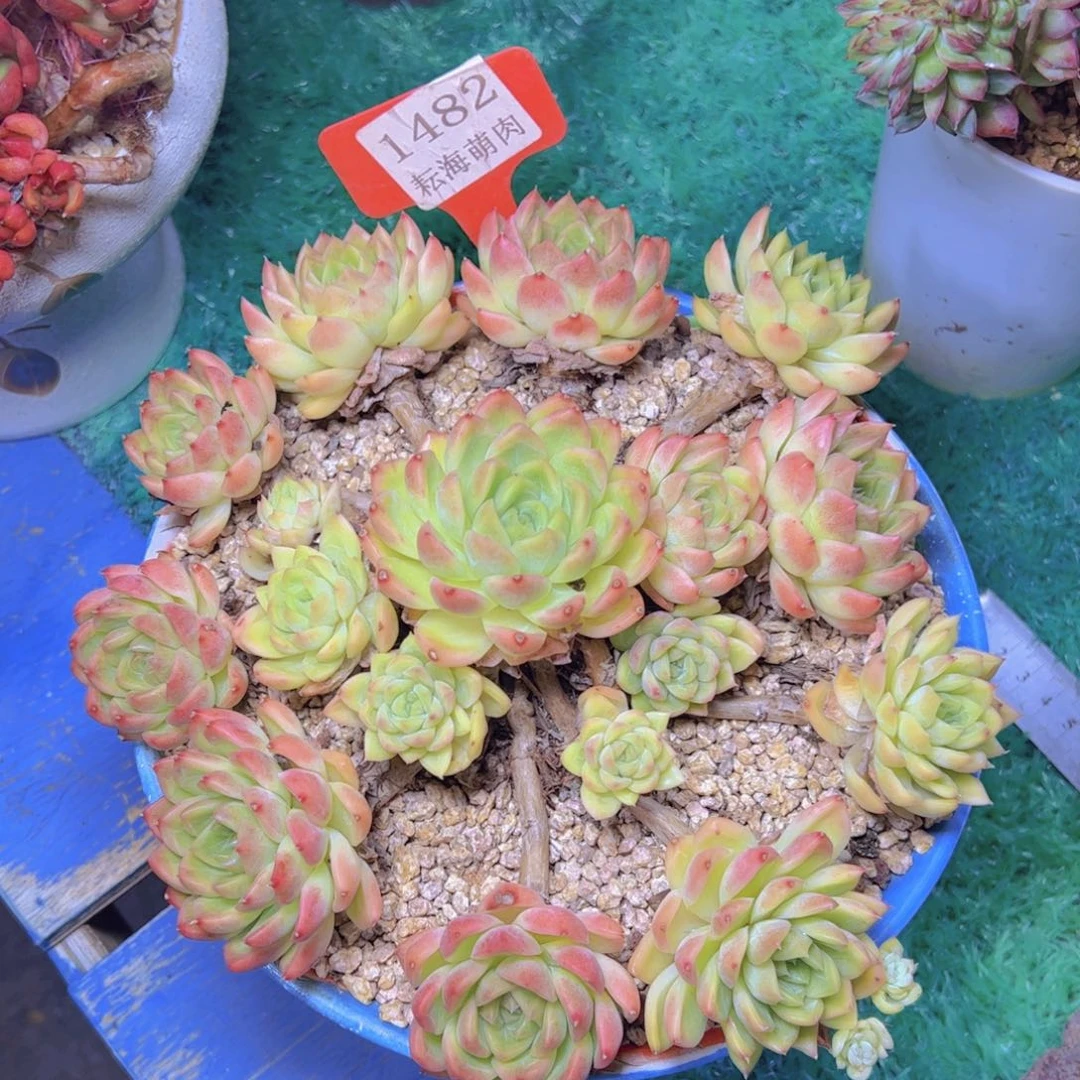 杂交1482多肉植物
