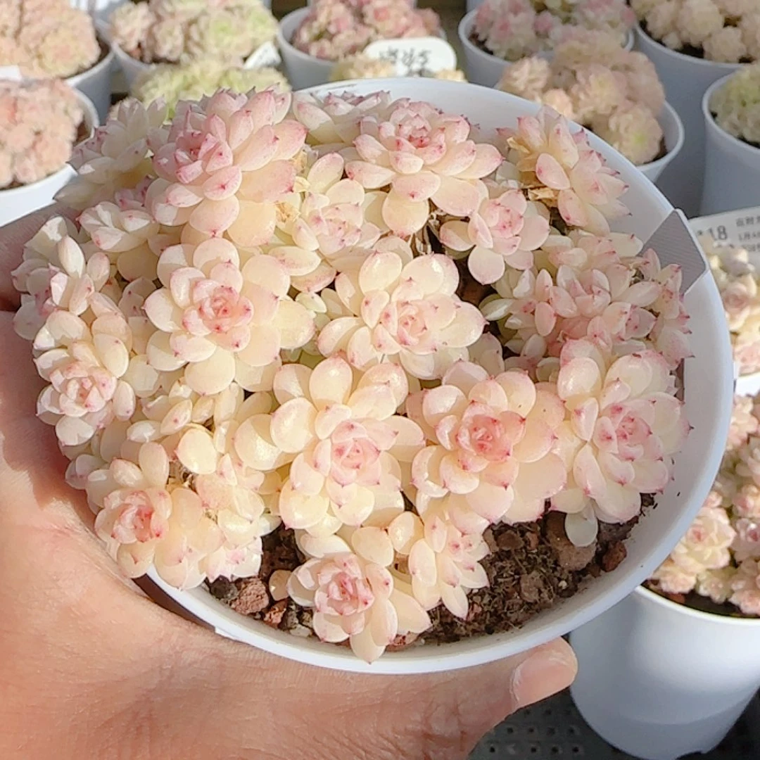 喵***）0104-120（云朵-5）优选