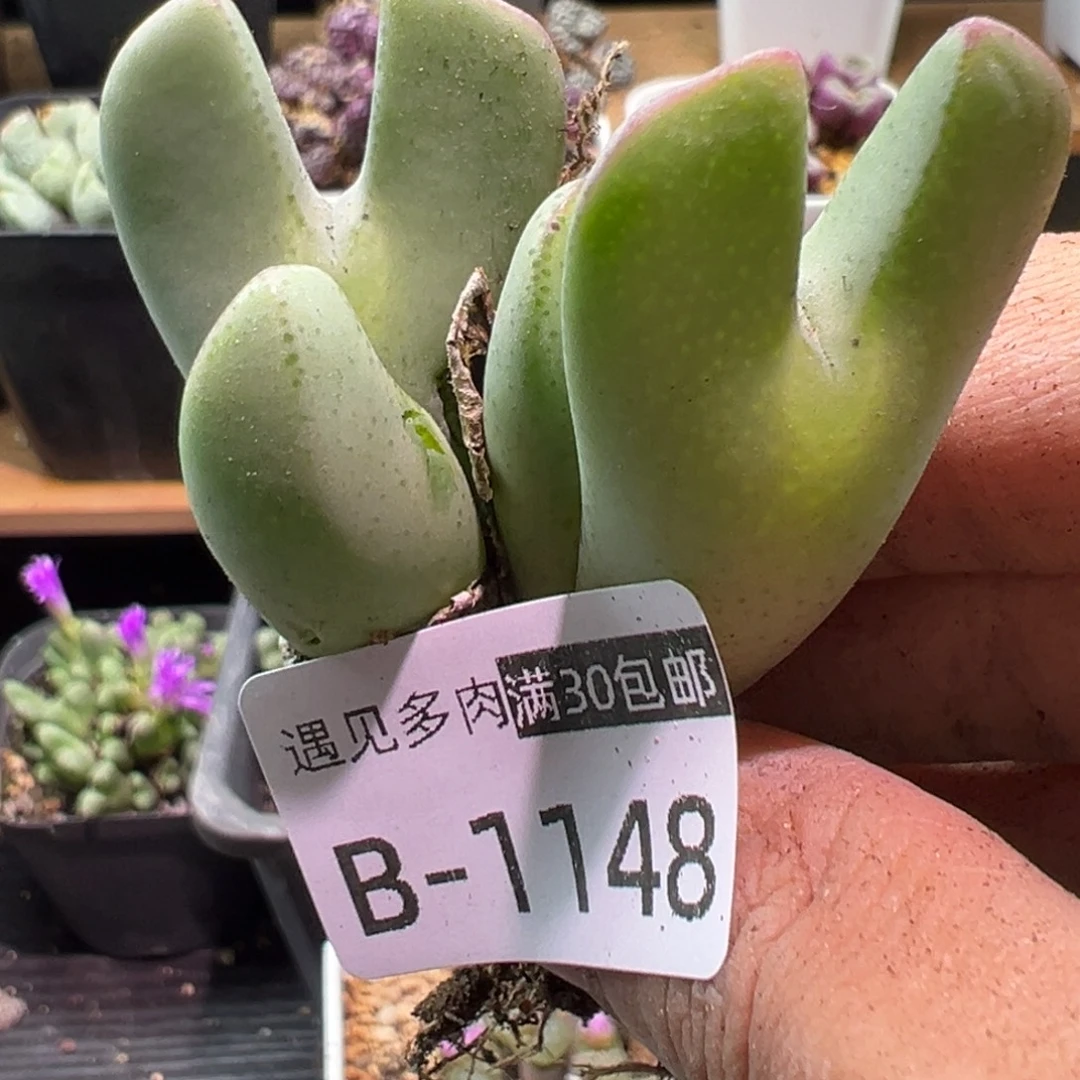 多肉植物1111111111111