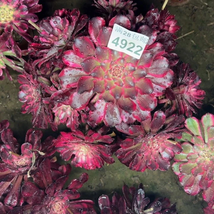 4922雪姬多肉植物