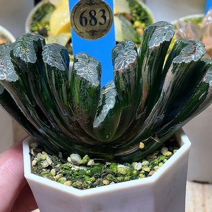 683墩盛玉扇锦特选福利
